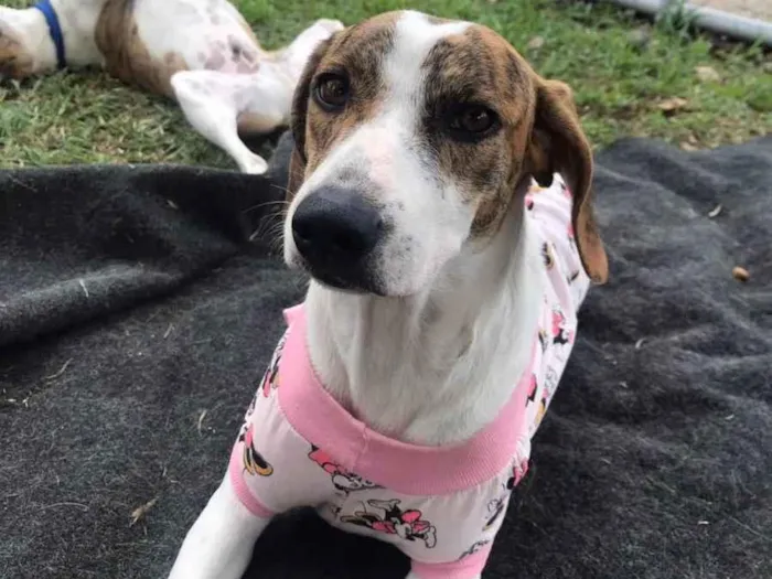 Cachorro ra a SRD-ViraLata idade 1 ano nome Chloe