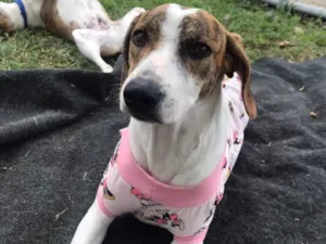 Cachorro raça SRD-ViraLata idade 1 ano nome Chloe