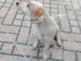 Simba