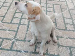 Cachorro raça SRD-ViraLata idade 7 a 11 meses nome Simba
