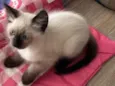 Gato raça Siamês idade Abaixo de 2 meses nome Ninho 