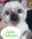 Gato raça SRD idade Abaixo de 2 meses nome Jade