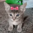 Bia 