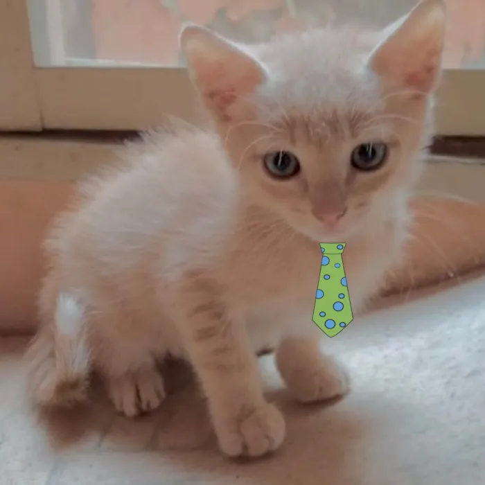 Gato ra a Mestico  idade 2 a 6 meses nome Nino 