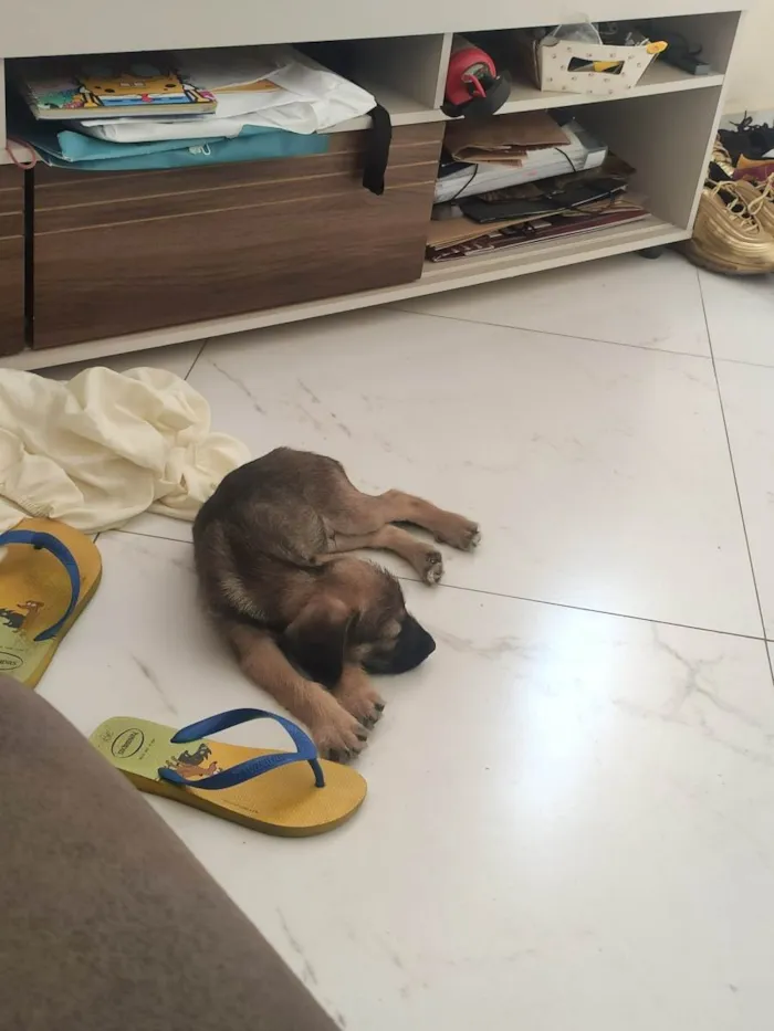 Cachorro raça  idade 2 a 6 meses nome Sem nome