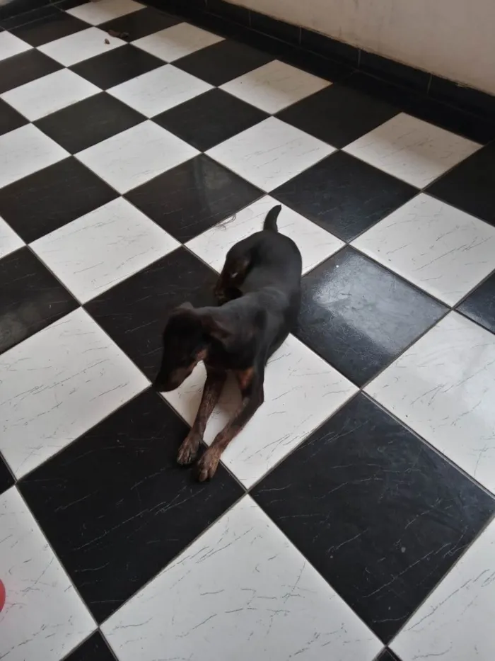 Cachorro raça SRD-ViraLata idade 1 ano nome Lulu 