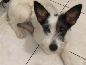 Cachorro raça SRD-ViraLata idade 7 a 11 meses nome Nala