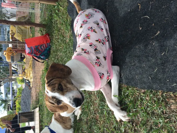 Cachorro ra a SRD-ViraLata idade 1 ano nome Chloe