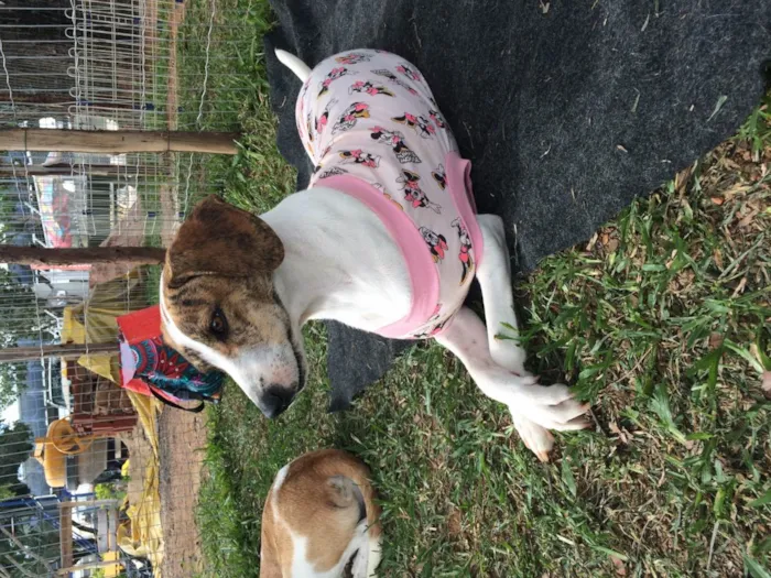 Cachorro ra a SRD-ViraLata idade 1 ano nome Chloe
