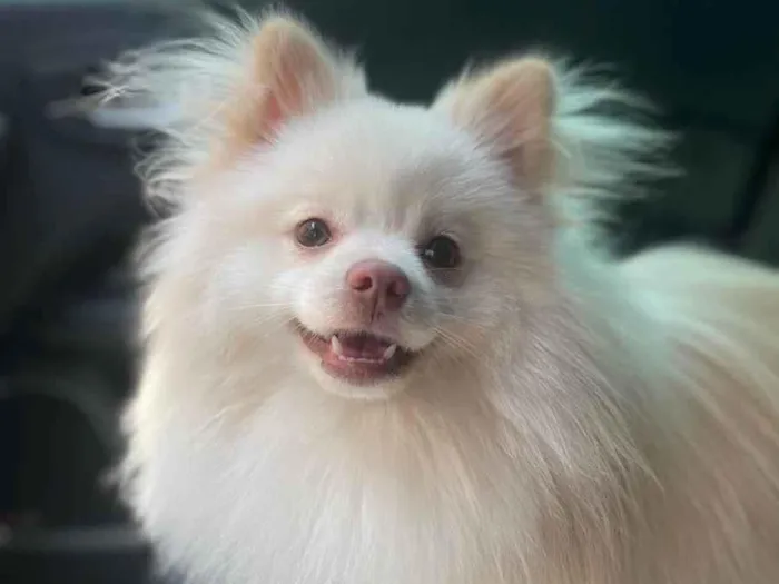 Cachorro raça Spitz Alemão idade 2 anos nome Esteban