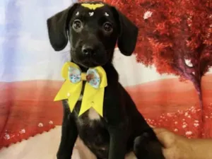 Cachorro raça SRD idade 2 a 6 meses nome CACHORRINHA