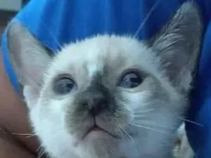 Gato raça SRD idade Abaixo de 2 meses nome Jade