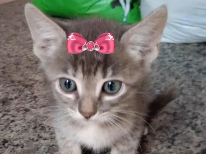 Gato ra a Mestica  idade 2 a 6 meses nome Bia 