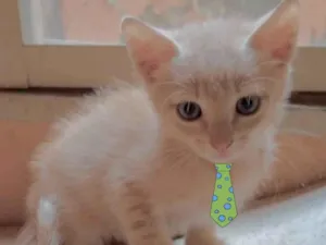 Gato raça Mestico  idade 2 a 6 meses nome Nino 