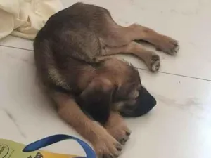 Cachorro raça  idade 2 a 6 meses nome Sem nome