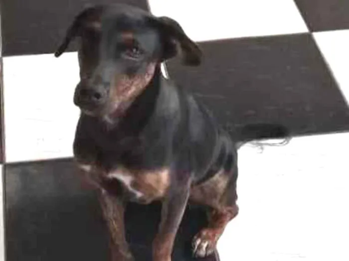 Cachorro raça SRD-ViraLata idade 1 ano nome Lulu 