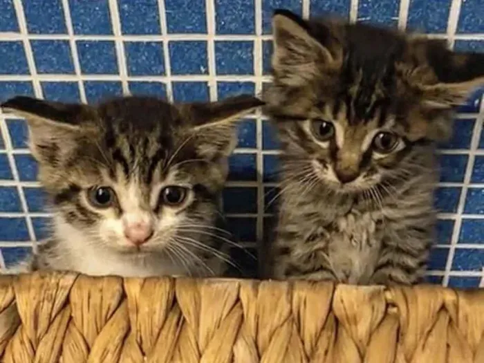 Gato raça Amores idade Abaixo de 2 meses nome Leko e Kiko