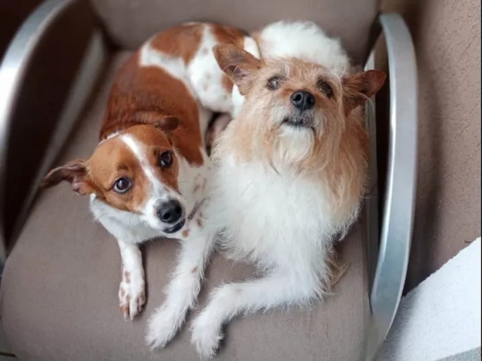 Cachorro ra a SRD idade 2 anos nome Paçoca e cocada 