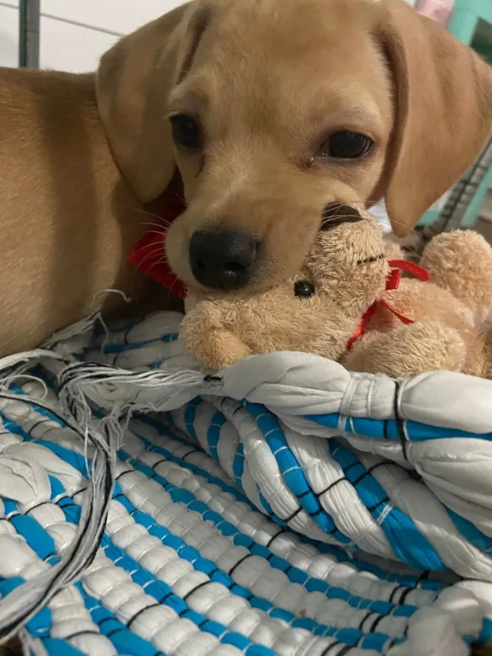 Cachorro ra a Labrador  idade Abaixo de 2 meses nome Pandora