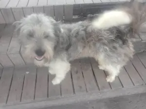 Cachorro raça Mix poodle idade 2 anos nome Tony