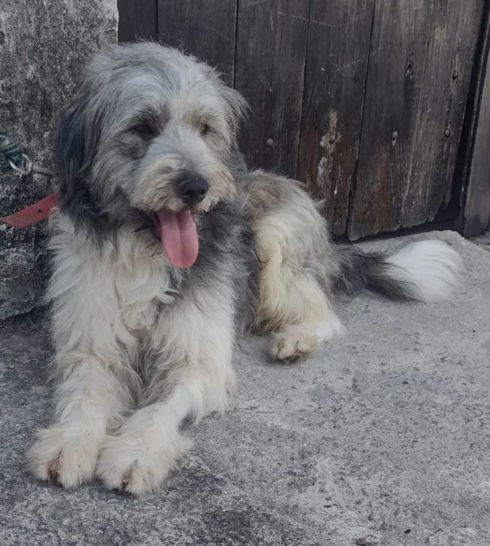 Cachorro ra a Mix poodle idade 2 anos nome Tony