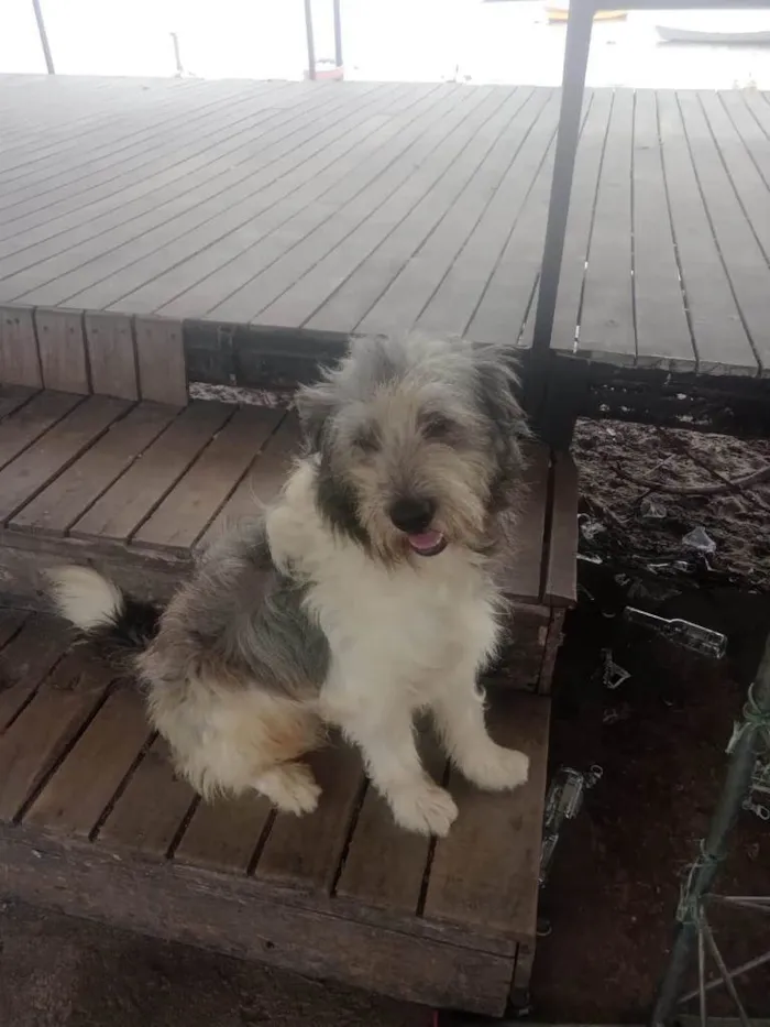 Cachorro ra a Mix poodle idade 2 anos nome Tony