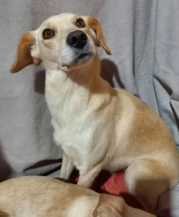 Cachorro raça  idade 1 ano nome Milla