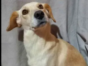 Cachorro raça  idade 1 ano nome Milla