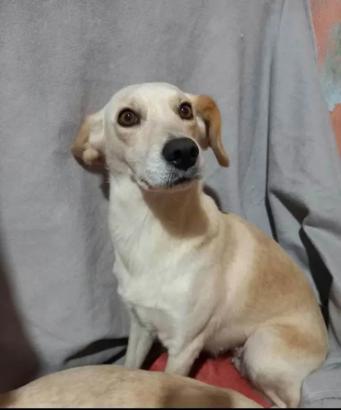 Cachorro raça  idade 1 ano nome Milla