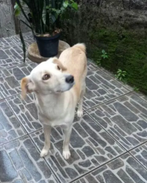 Cachorro raça  idade 1 ano nome Milla