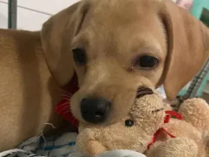 Cachorro raça Labrador  idade Abaixo de 2 meses nome Pandora