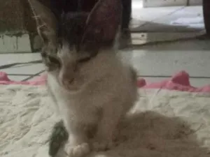 Gato raça SRD-ViraLata idade Abaixo de 2 meses nome Mimi