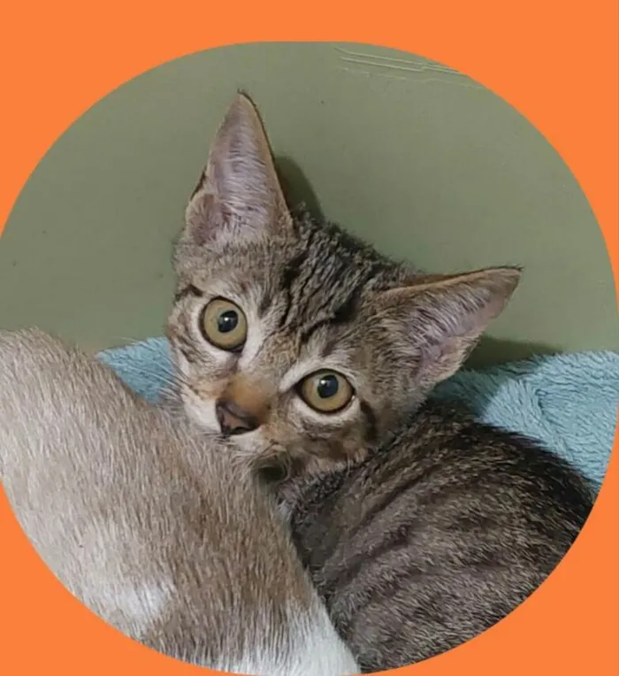 Gato raça  idade 2 a 6 meses nome Filhotes Eliana