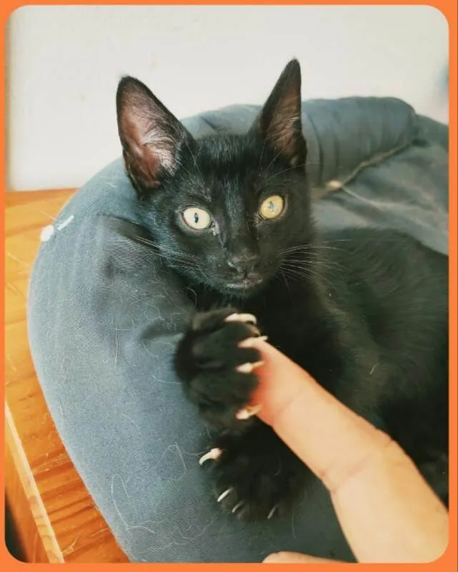 Gato raça  idade 2 a 6 meses nome Filhotes Eliana