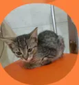 Gato raça  idade 2 a 6 meses nome Filhotes Eliana