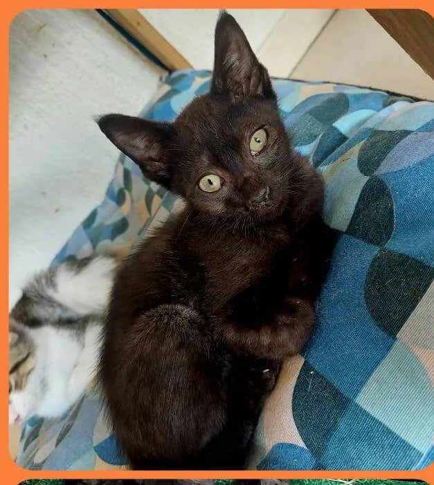 Gato raça  idade 2 a 6 meses nome Filhotes Eliana