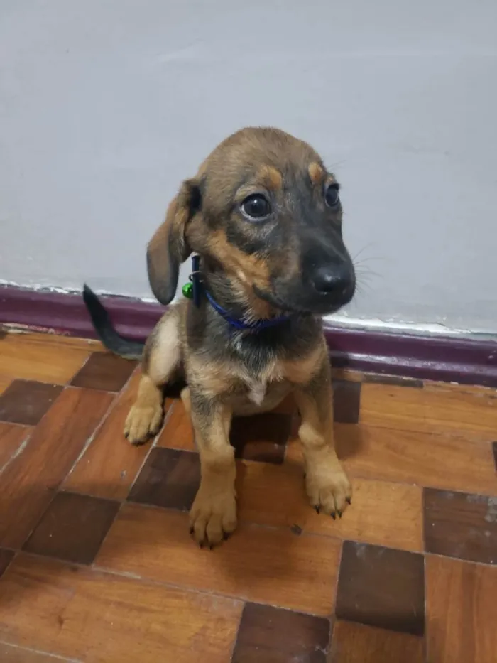 Cachorro ra a SRD-ViraLata idade 2 a 6 meses nome Brenda