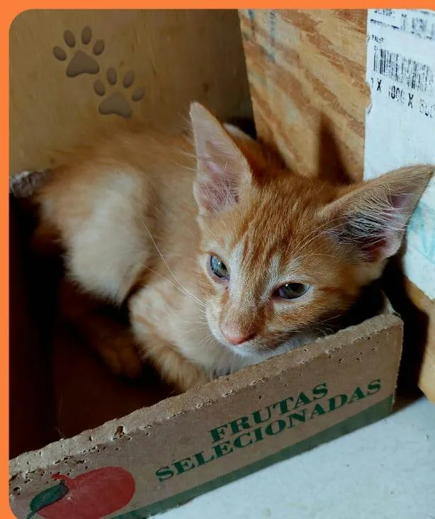 Gato raça  idade 2 a 6 meses nome Filhotes Eliana