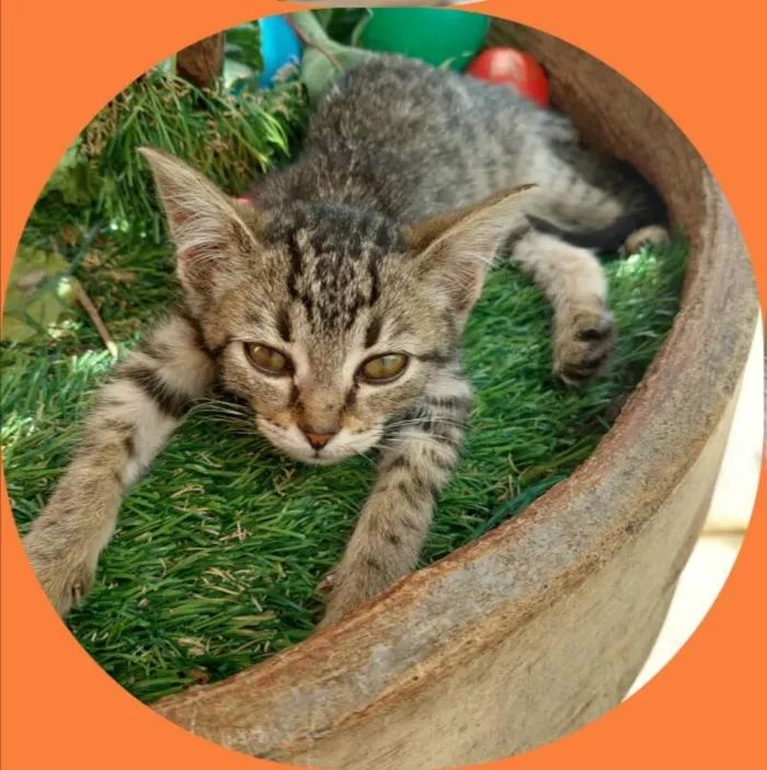 Gato raça  idade 2 a 6 meses nome Filhotes Eliana