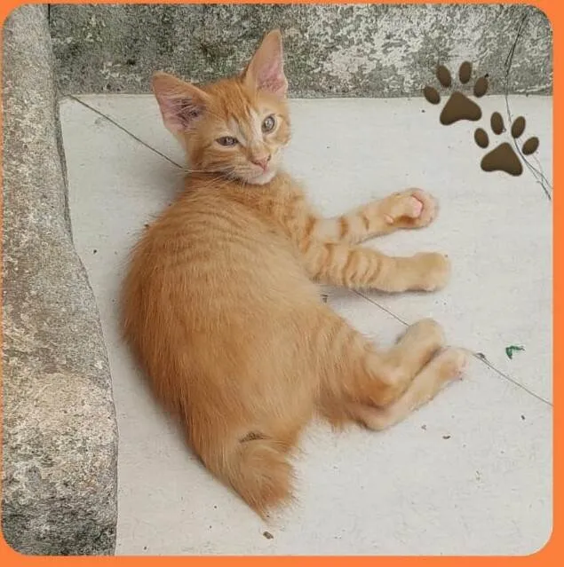 Gato raça  idade 2 a 6 meses nome Filhotes Eliana