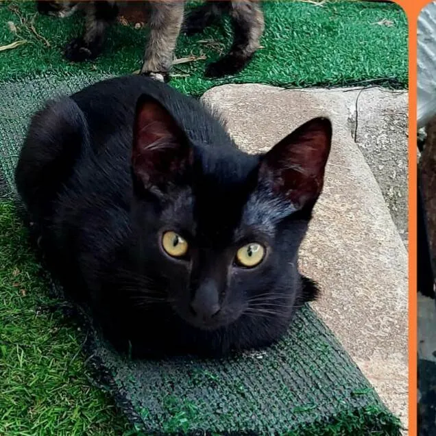 Gato raça  idade 2 a 6 meses nome Filhotes Eliana