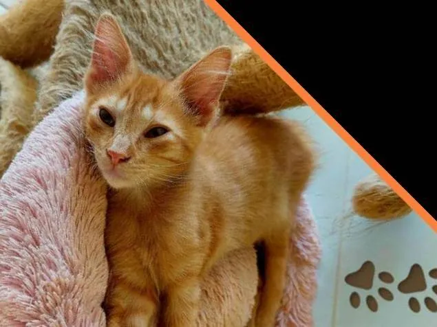 Gato raça  idade 2 a 6 meses nome Filhotes Eliana