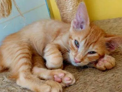 Gato raça  idade 2 a 6 meses nome Filhotes Eliana