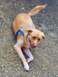 Simba
