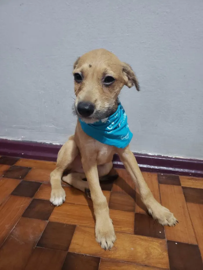 Cachorro ra a SRD-ViraLata idade 2 a 6 meses nome Alysson 