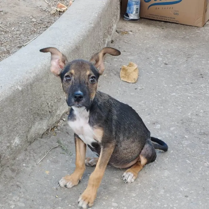 Cachorro ra a SRD-ViraLata idade 2 a 6 meses nome Granola