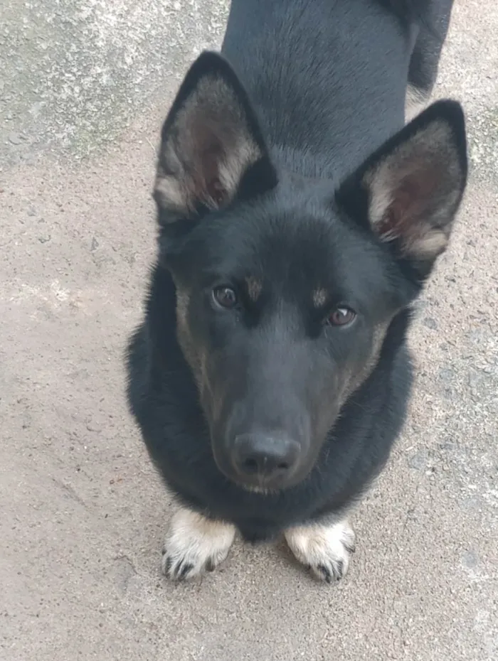 Cachorro ra a Desconheço  idade 7 a 11 meses nome Luffy 