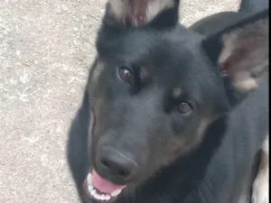 Cachorro raça Desconheço  idade 7 a 11 meses nome Luffy 