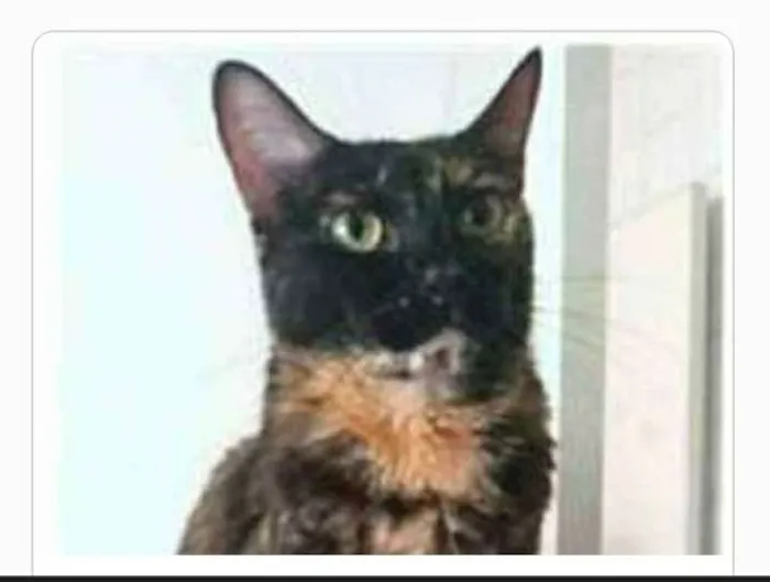 Gato ra a srd escaminha  idade 3 anos nome MEG