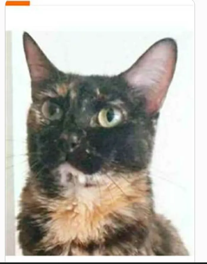 Gato ra a srd escaminha  idade 3 anos nome MEG